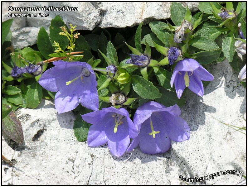 Campanula raineri -1-.jpg